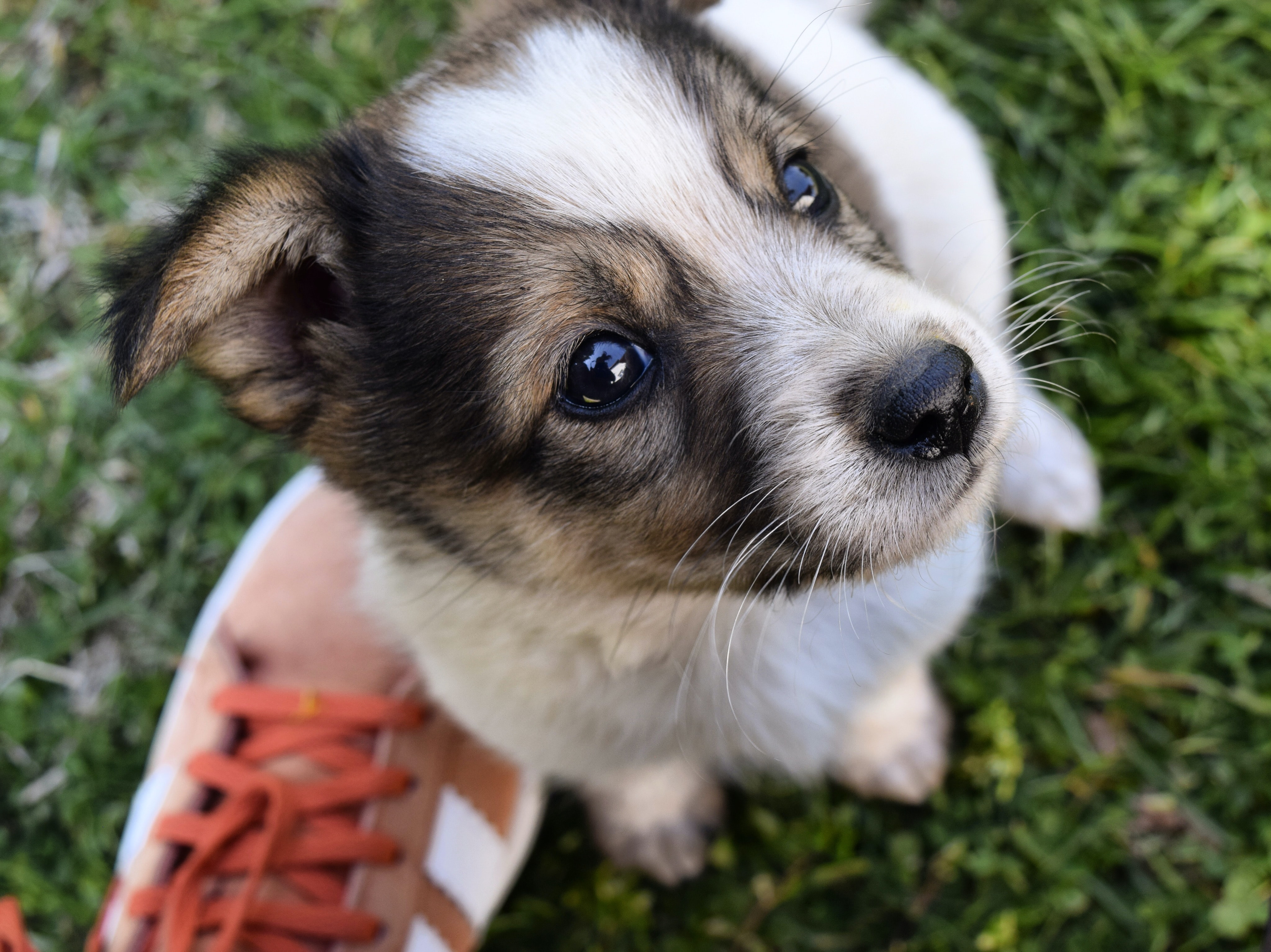 cuanto tiempo se puede dejar solo un perro rspca